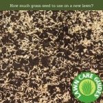 How much grass seed to use on a new lawn?