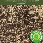 how much grass seed do you need per 1000 square feet?