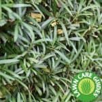 How do you make Podocarpus grow faster?