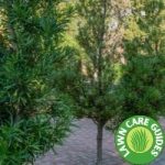 How far apart should you plant Podocarpus?