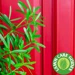 How often should I water Podocarpus?