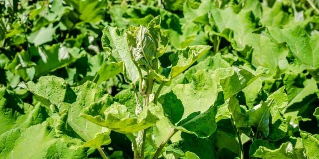 what does Burdock weed look like?