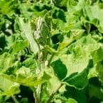 Burdock Weed