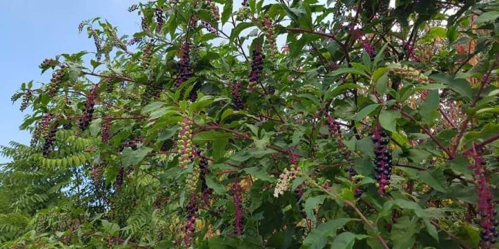 what does Pokeweed look like