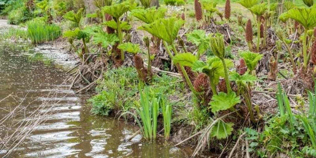 what does Prickly Rhubarb look like