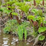 Prickly Rhubarb