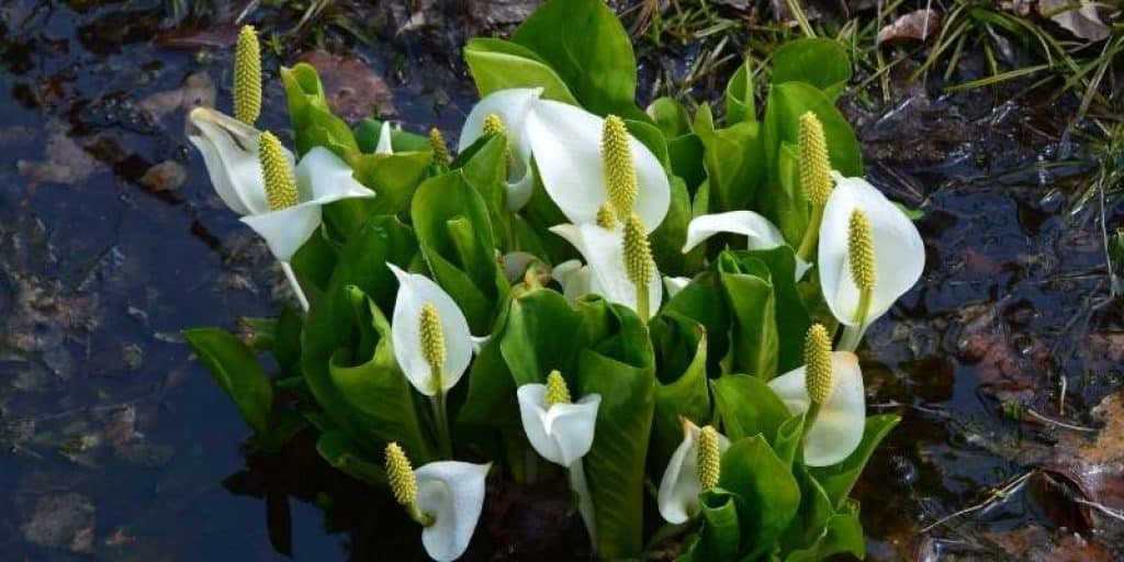 what does Skunk-Cabbage look like