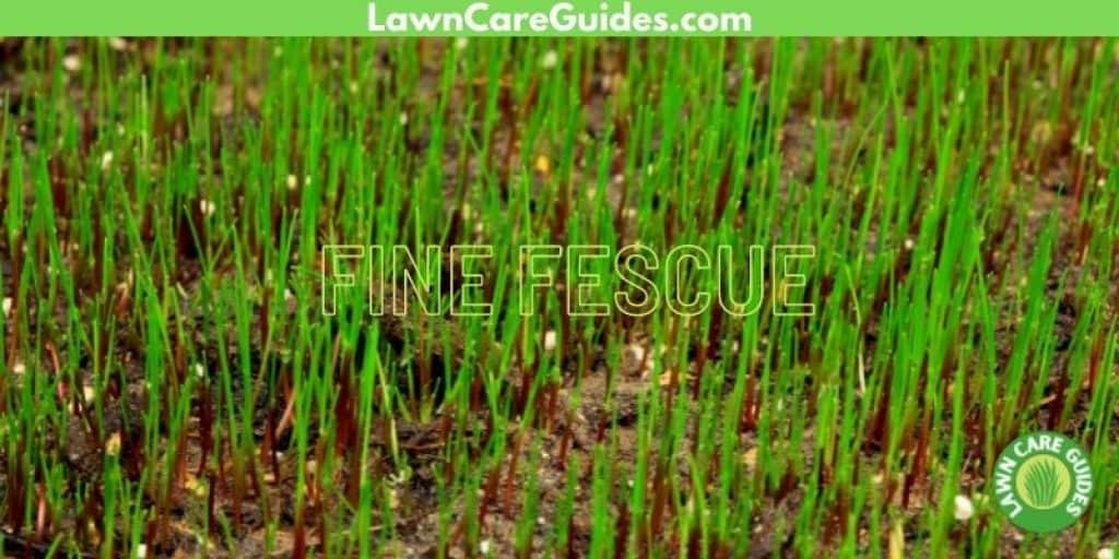 fine fescue for Michigan lawns