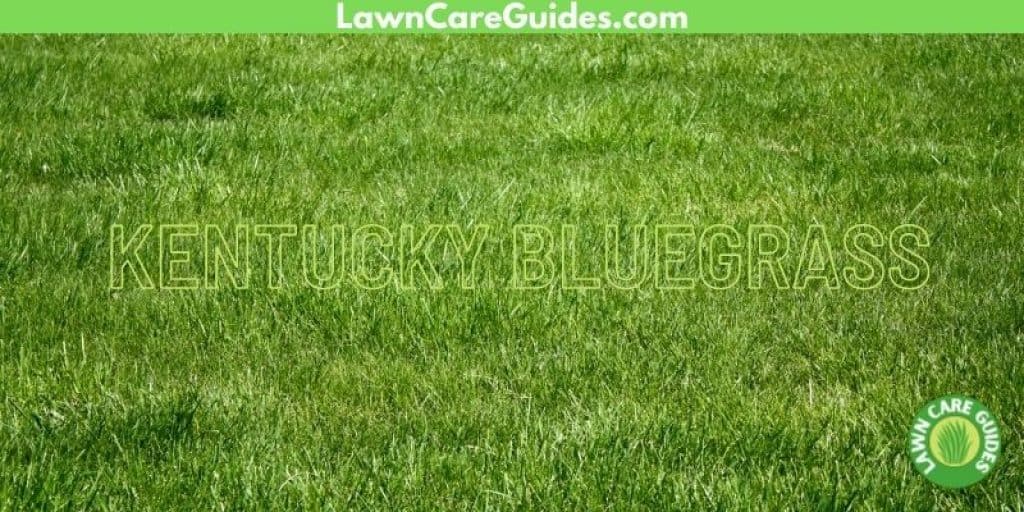 kentucky bluegrass for michigan lawns