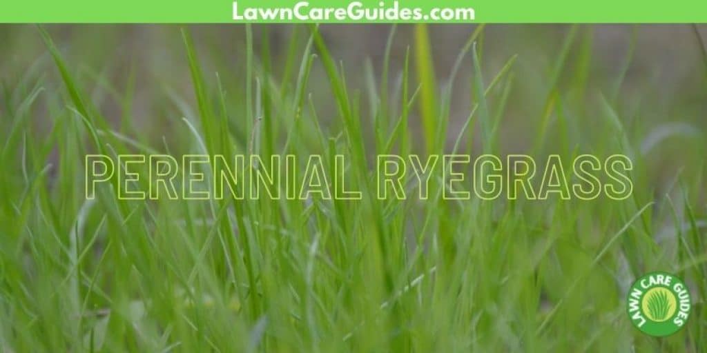 Perennial Ryegrass for Michigan Lawns