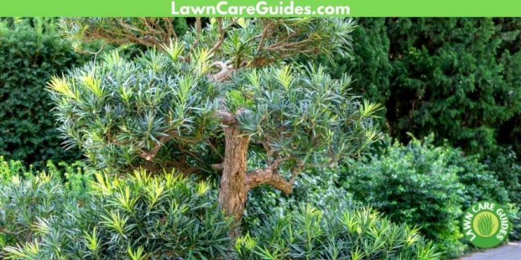 types of podocarpus