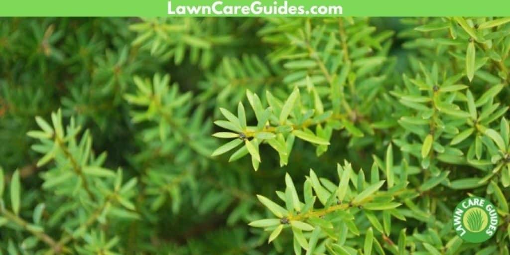 podocarpus shrubs and trees