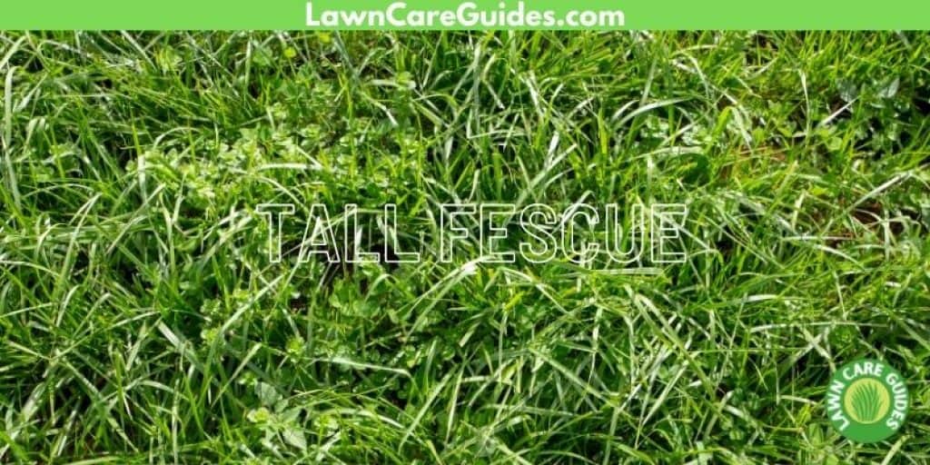 Tall Fescue seed for Michigan Lawns
