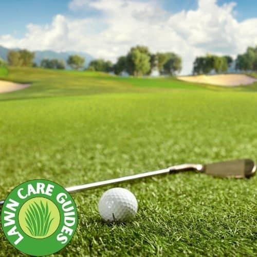 bentgrass on a golf course