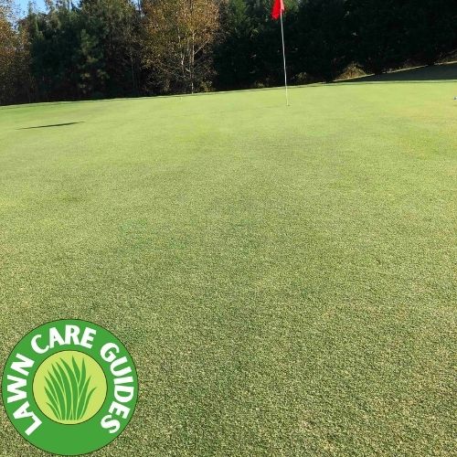 bermuda grass on a golf course