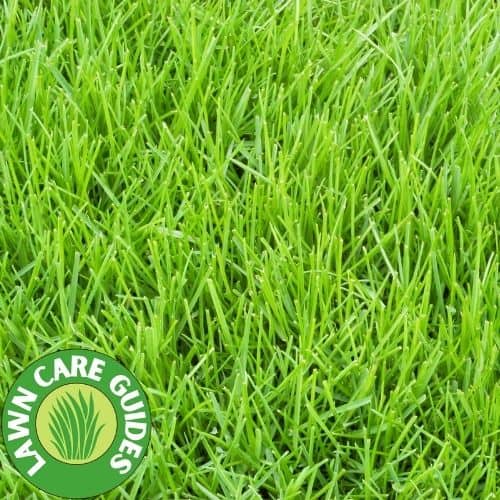 golf course grass poa annua