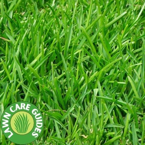 ryegrass on a golf course