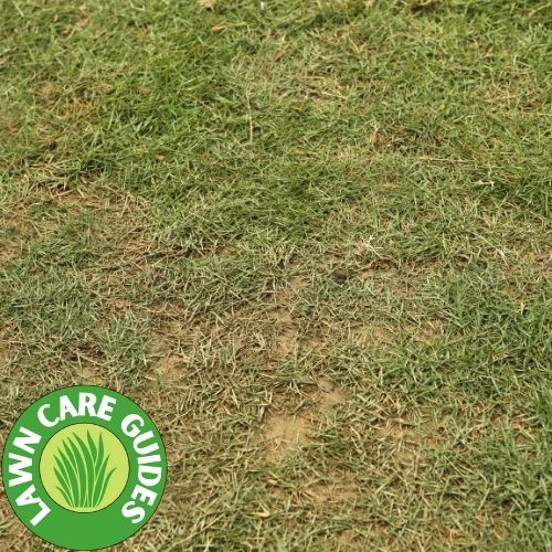 zoysia grass on a golf course