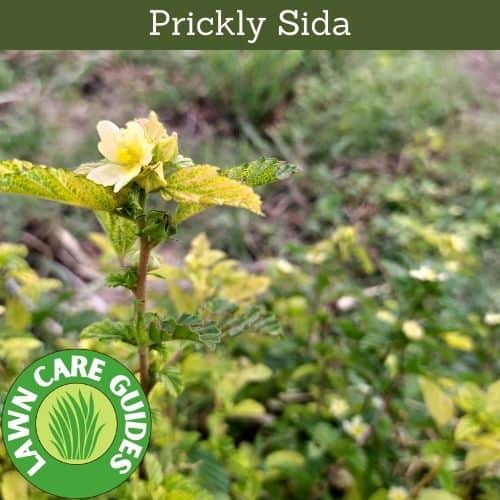 what does Prickly Sida look like?