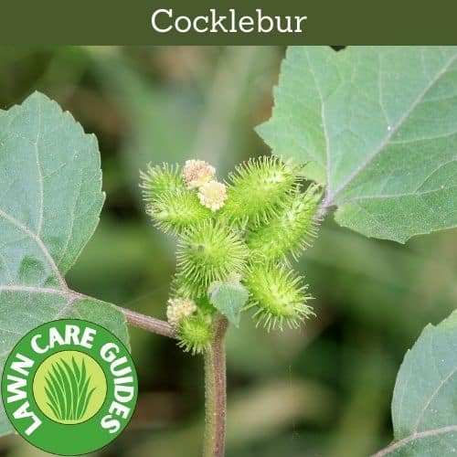 what does cocklebur weed look like?