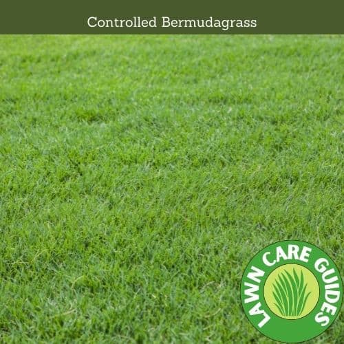 Controlled Bermudagrass