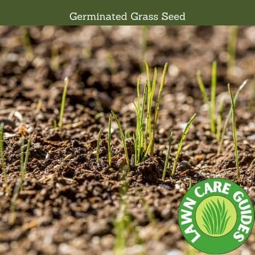 Germinated Grass Seed