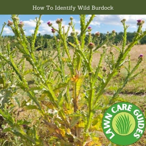 How To Identify Wild Burdock
