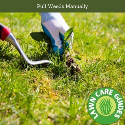 Pull Bermudagrass Weed Manually