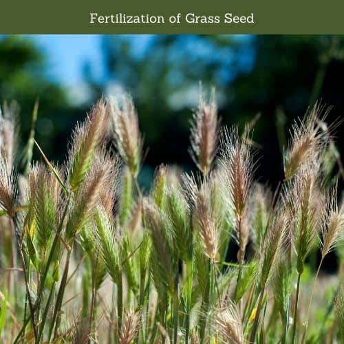 Fertilization of Grass Seed