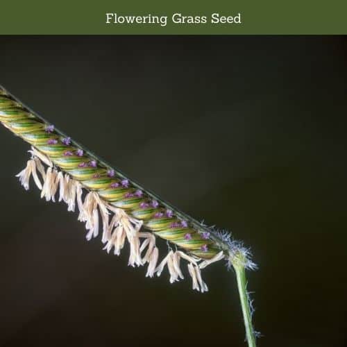 Flowering Grass Seed