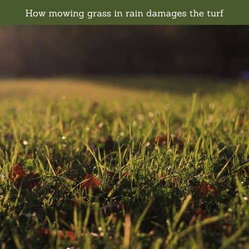 How mowing grass in rain damages the turf