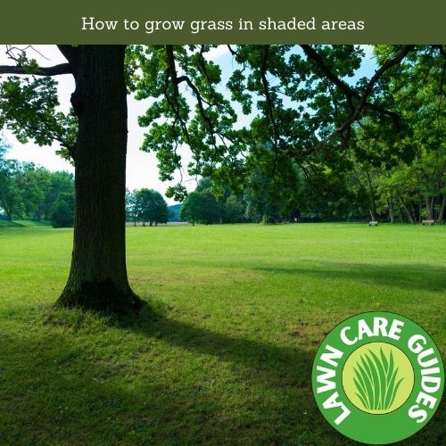 How to grow grass in shaded areas