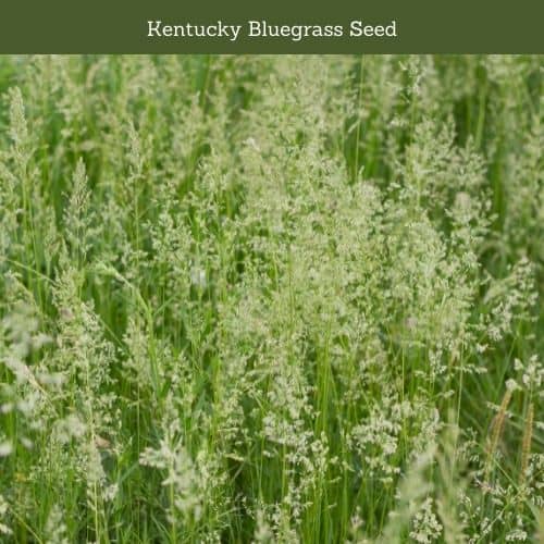 Kentucky Bluegrass Seed