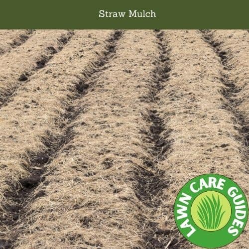 Straw Mulch