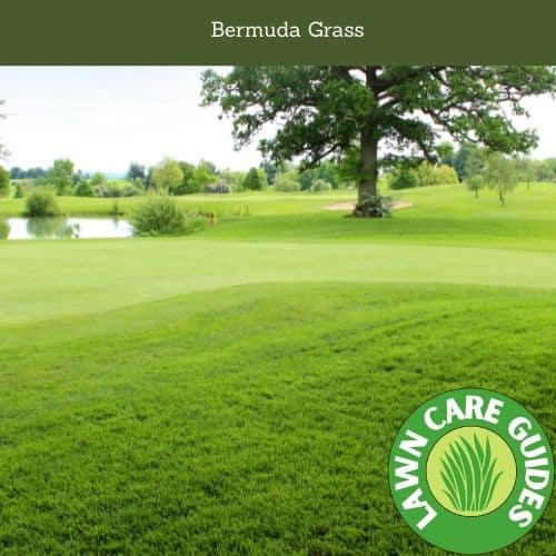 Bermuda Grass