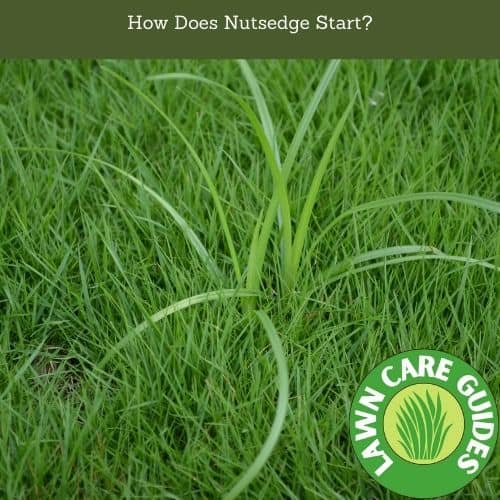 How Does Nutsedge Start?