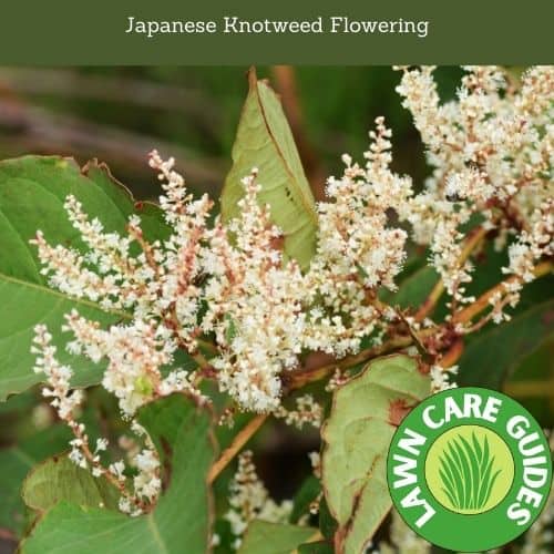 Japanese Knotweed Flowering