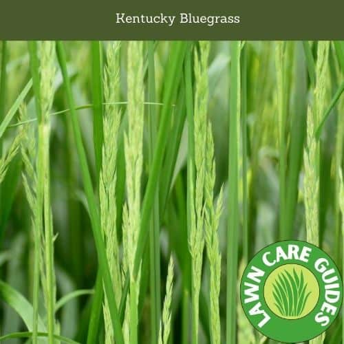 Kentucky Bluegrass Can Be Grown Anywhere