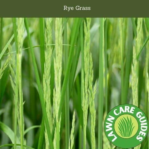 Rye Grass Can Be Grown Anywhere