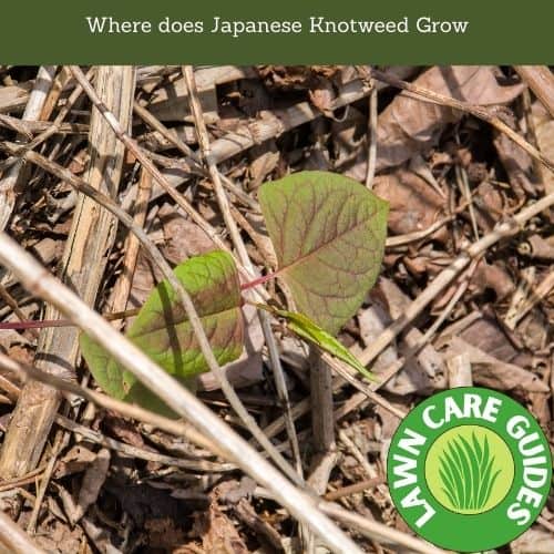 Where does Japanese Knotweed Grow