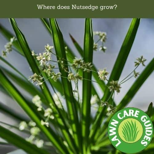 Where does Nutsedge grow?