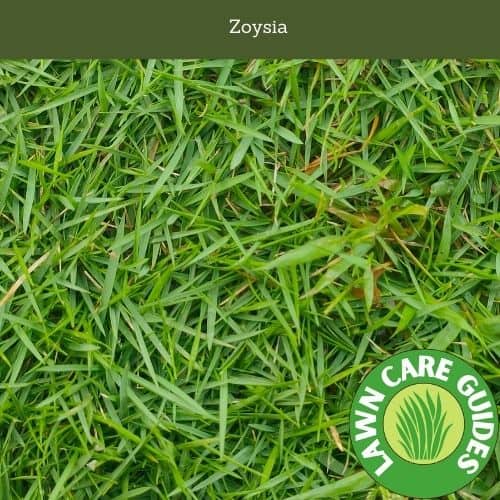 Zoysia Can Be Grown Anywhere