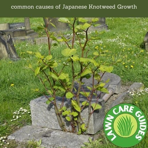 identify Japanese Knotweed