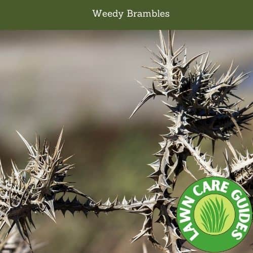 Weedy Brambles
