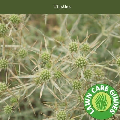 what do thistles look like?