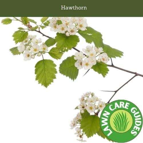 Hawthorn