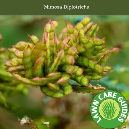 Mimosa Diplotricha