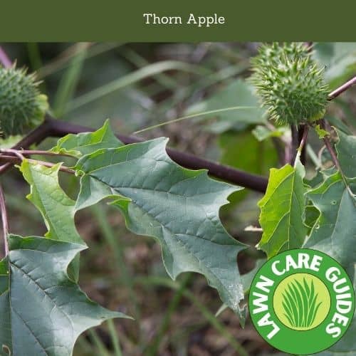 what does thorn apple weed look like?