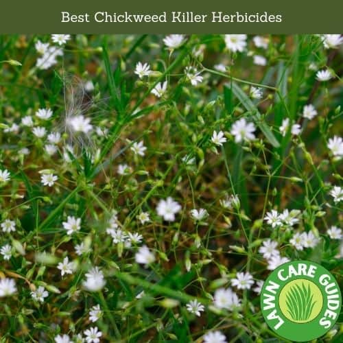 Best Chickweed Killer Herbicides