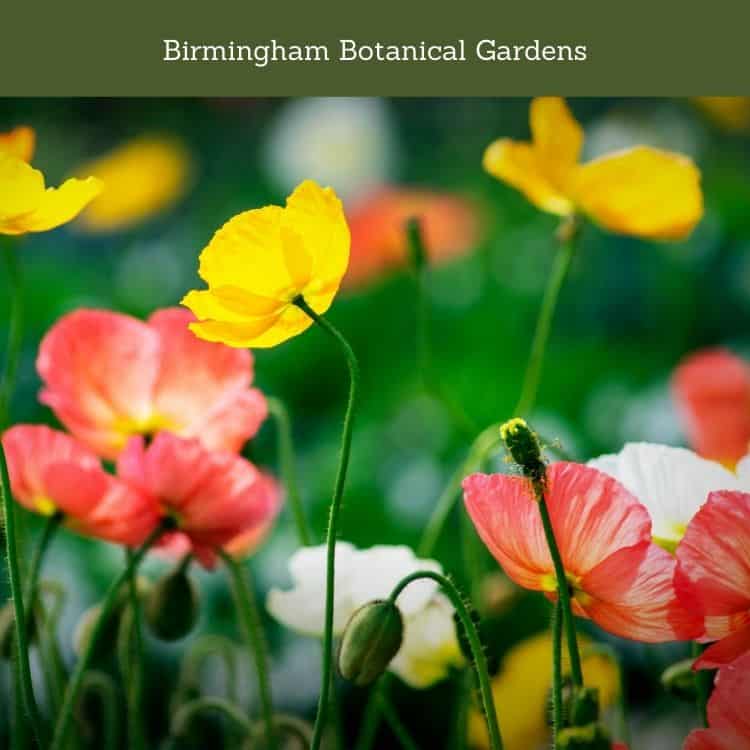 Birmingham Botanical Gardens